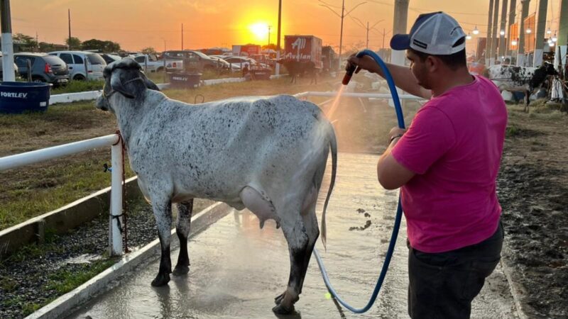 Produção de leite cresce no semiárido e coloca Sergipe em destaque nacional