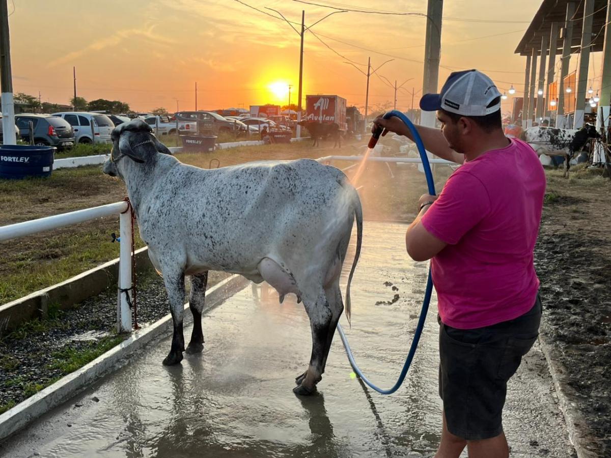 Produção de leite cresce no semiárido e coloca Sergipe em destaque nacional