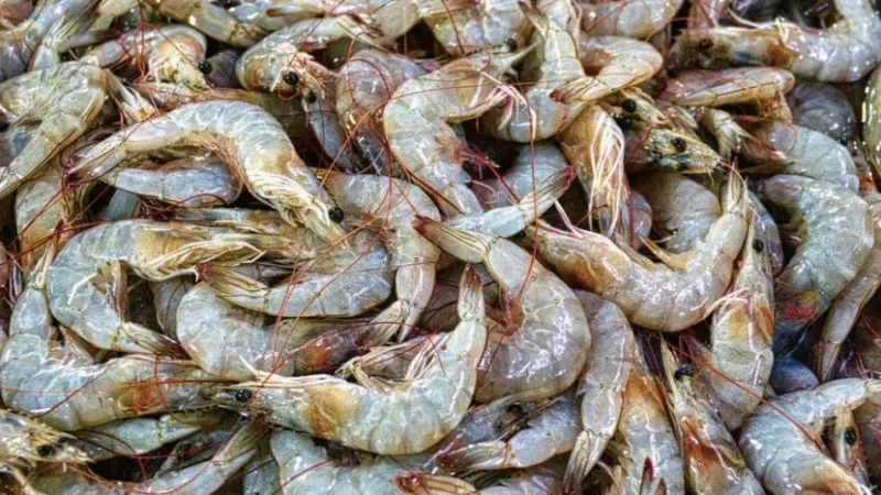 Produção de camarão cresce 27,8% no RN em 2024, mas queda nos preços afeta valor de produção