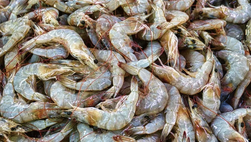 Produção de camarão cresce 27,8% no RN em 2024, mas queda nos preços afeta valor de produção