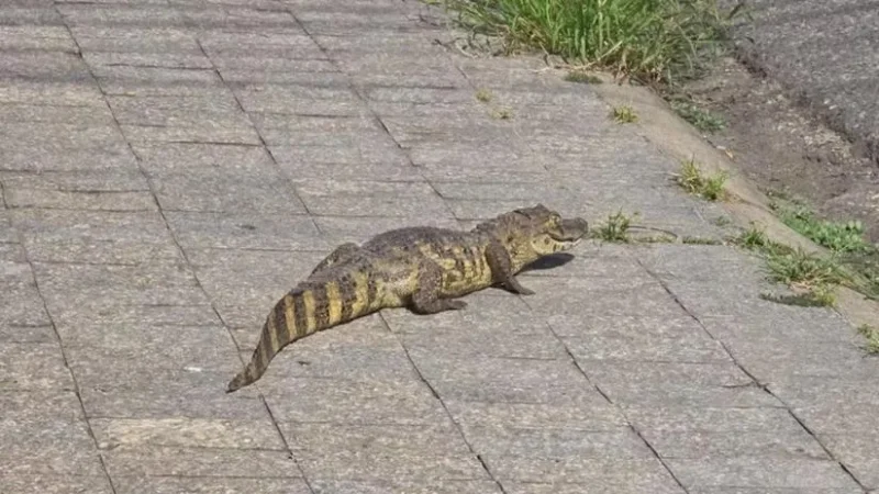  Jacaré é avistado e capturado no bairro São José, em Aracaju