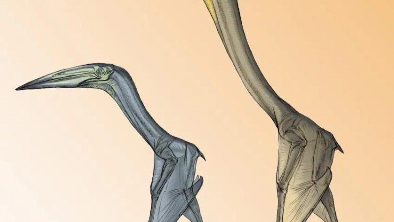 Professor descobre primeiros répteis voadores em território piauiense