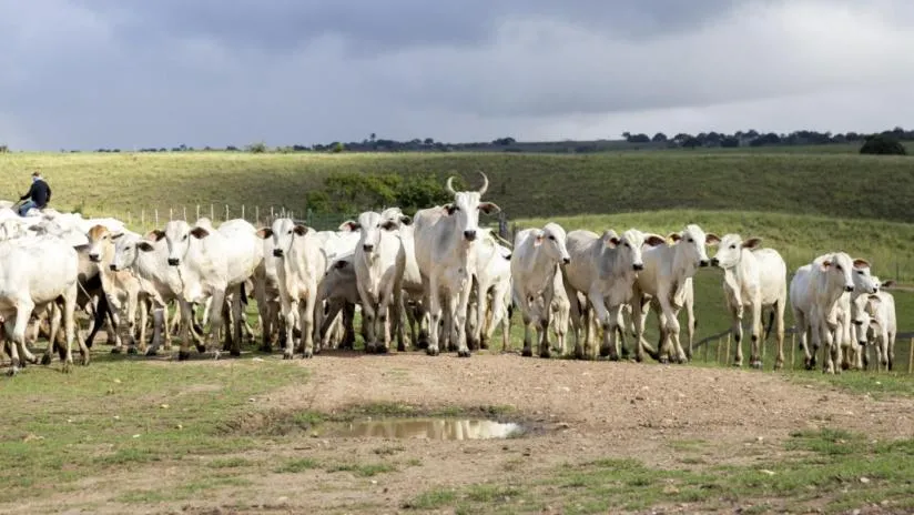 Produção pecuária em Sergipe atinge recordes no 3º trimestre de 2025