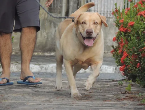 ‘Dia D’ de cuidados para pets idosos é realizado neste sábado (28), em Campina Grande