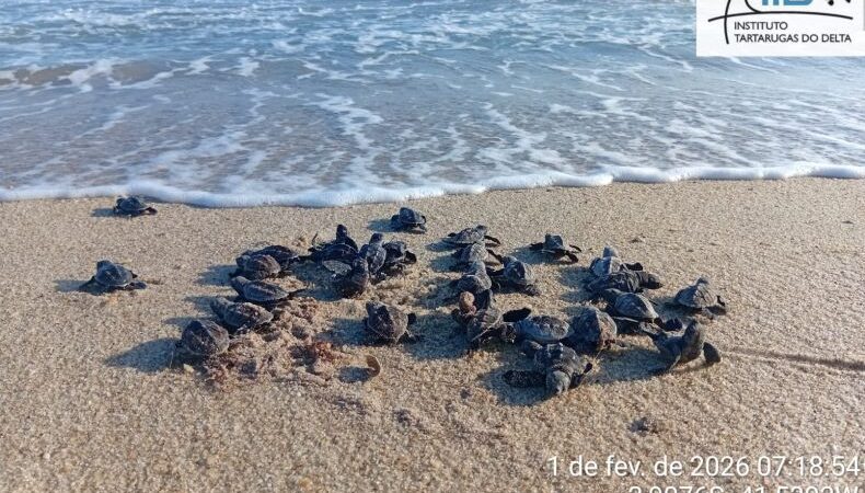 Indicador positivo: Primeiros filhotes de tartarugas marinhas nascem no litoral de Luís Correia