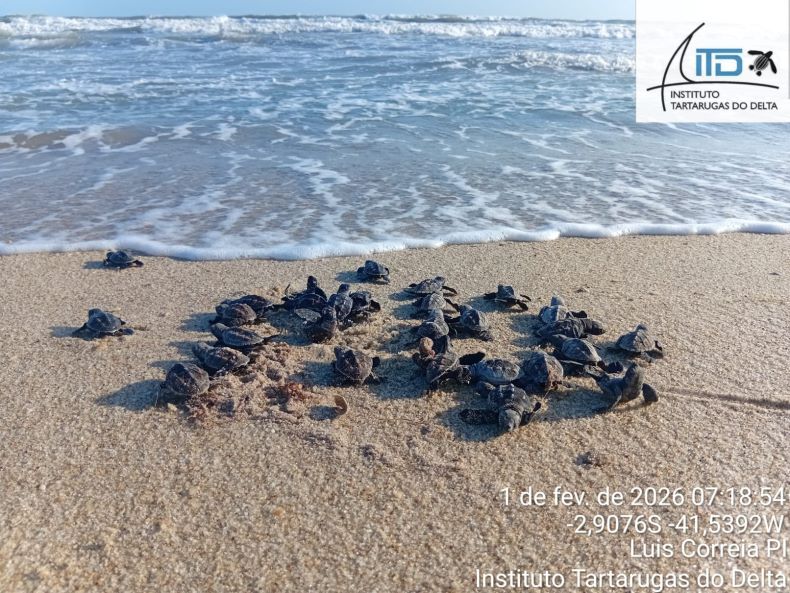 Indicador positivo: Primeiros filhotes de tartarugas marinhas nascem no litoral de Luís Correia