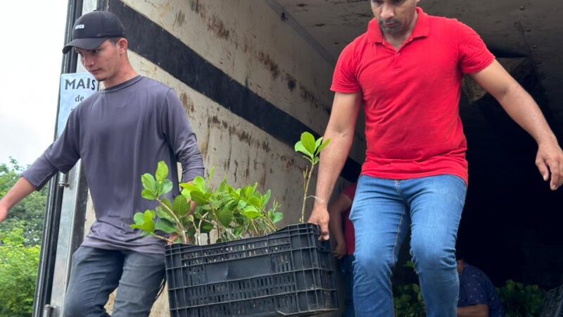 Governo inicia distribuição de 400 mil mudas de caju para recuperar áreas no Piauí