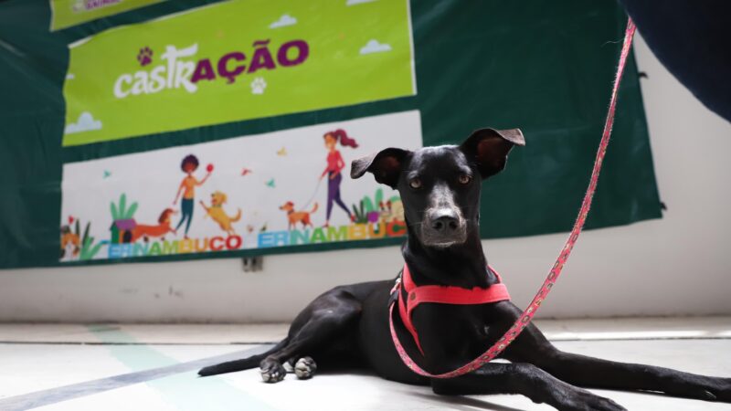 Mutirão gratuito de castração de cães e gatos do Governo de Pernambuco chega a Jaboatão dos Guararapes