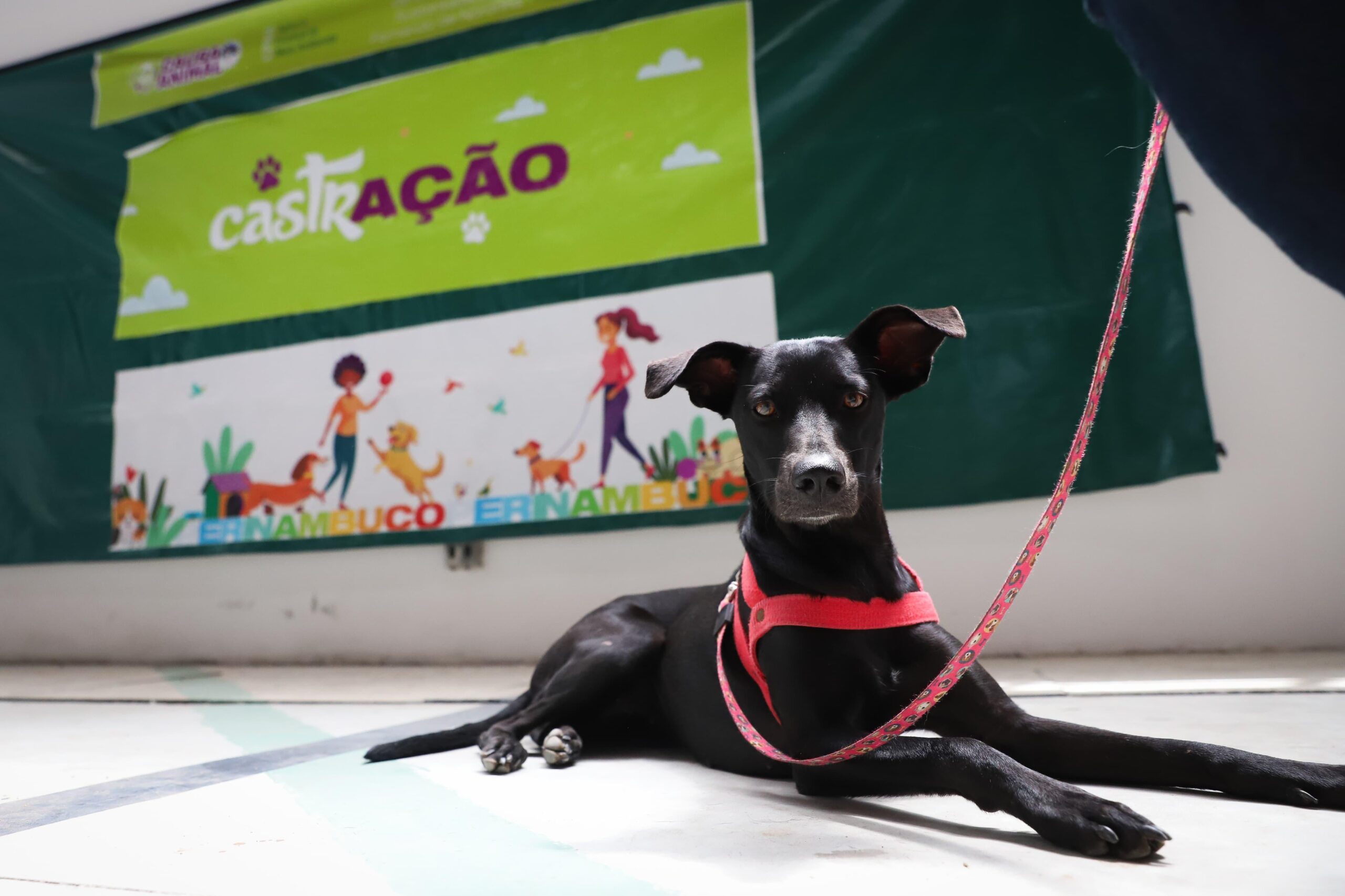 Mutirão gratuito de castração de cães e gatos do Governo de Pernambuco chega a Jaboatão dos Guararapes