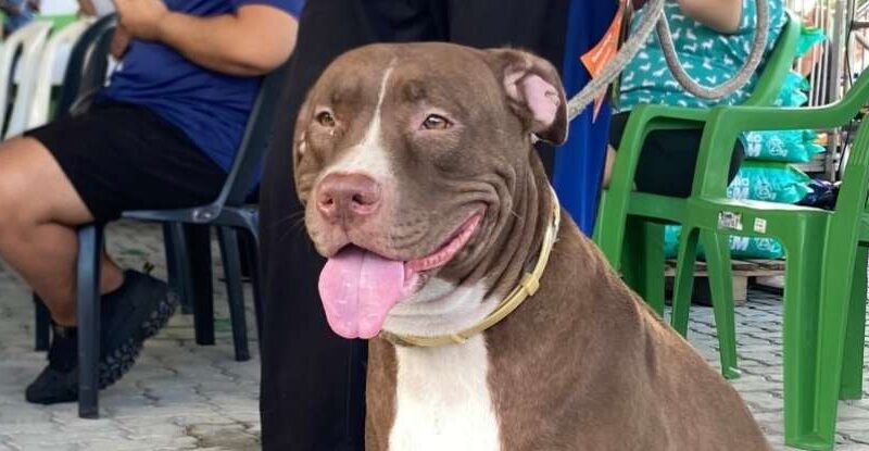 Governo do Ceará leva Pet Ceará Móvel a Maracanaú com serviço de castração gratuita