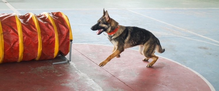 Cães de resgate do Corpo de Bombeiros passam por treinamento para aprimorar técnicas