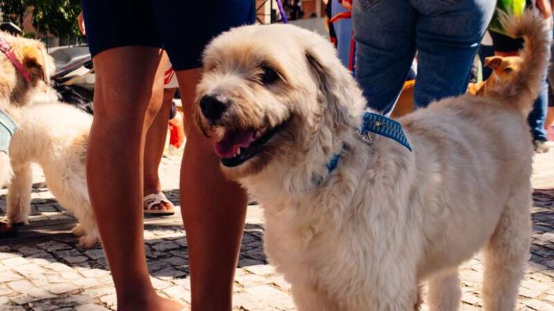 Governo do Ceará leva o projeto Giro Pet a quatro municípios de 12 a 15 de maio