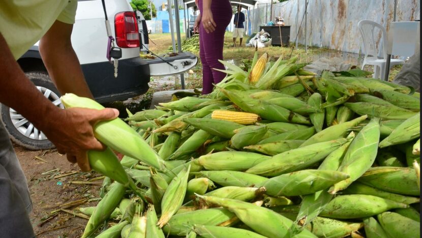 Milho verde e leite de coco ficam mais caros em Natal durante período junino, aponta Procon