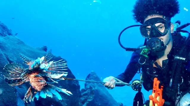 Pesquisadores do CE participam de missão em combate ao peixe-leão em Fernando de Noronha