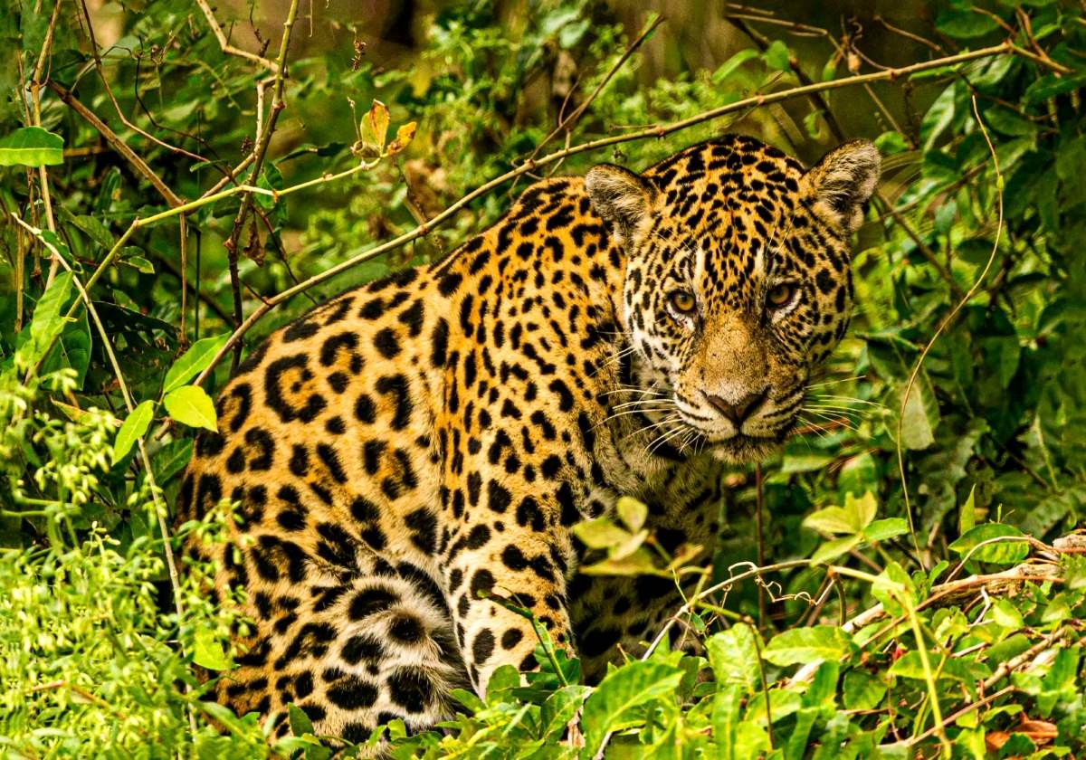 Exposição em Salvador reúne fotos do Pantanal feitas por baianos