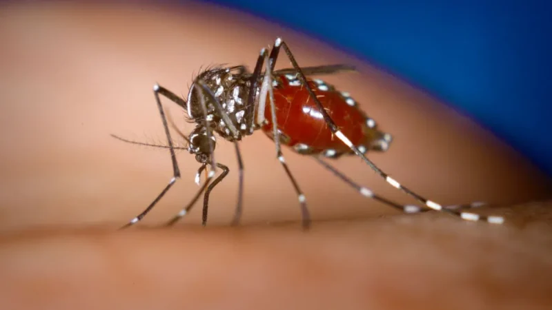 Dengue na Bahia: epidemia atinge 64 cidades