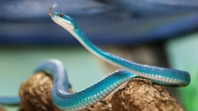 Serpente azul resgatada no Extremo Sul baiano recebe nome em homenagem à Rita Lee