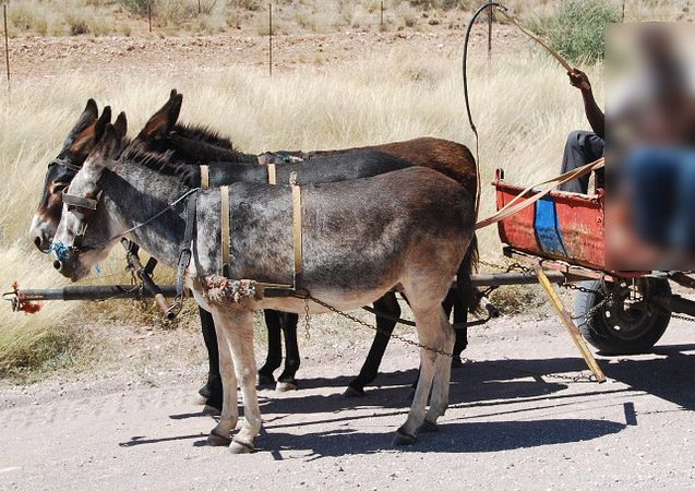 Prefeitura de São Luís deve acabar com transporte de carroça em dois anos