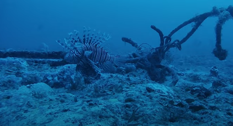 Alerta ambiental: Peixe-leão reaparece no litoral da Paraíba