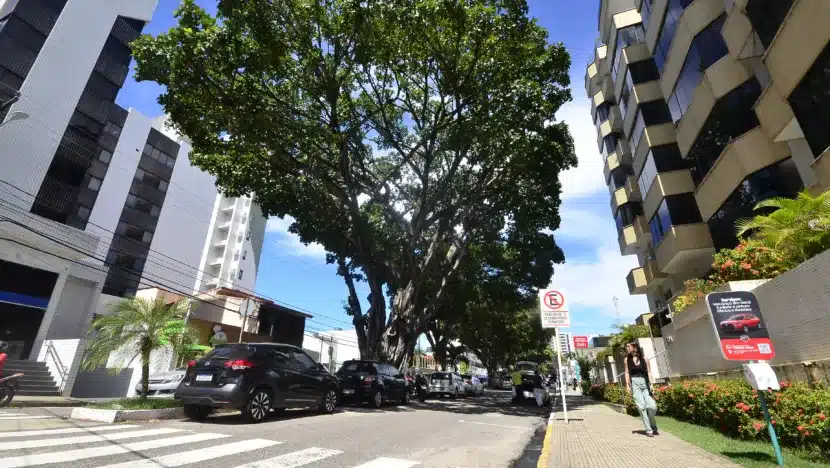 Botânico defende arborização maior em Natal, que tem 33% do território composto por árvores