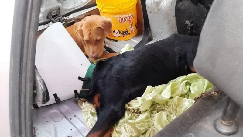 Bombeiros resgatam cachorros abandonados dentro de carro em Salvador