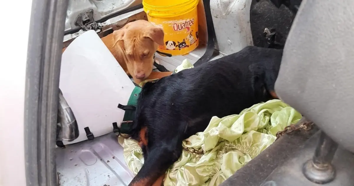 Bombeiros resgatam cachorros abandonados dentro de carro em Salvador