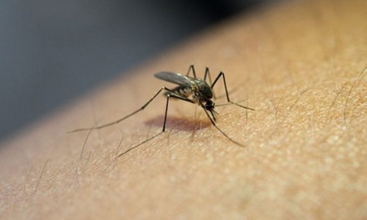 Alerta na dengue: apesar de alta de casos no Piauí, vacinação segue em baixa nos municípios