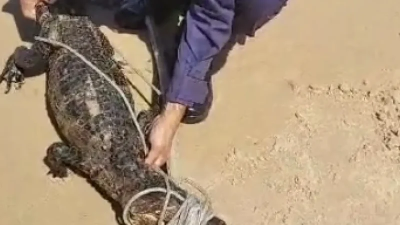  Jacaré é encontrado na praia da Pituba, em Salvador