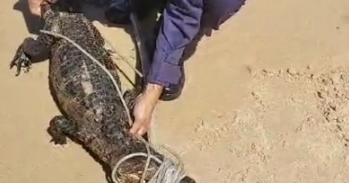  Jacaré é encontrado na praia da Pituba, em Salvador