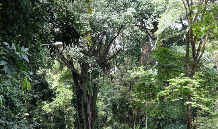 Bahia registra redução de 57% no desmatamento da Mata Atlântica