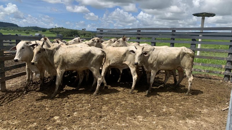 Alagoas conquista status sanitário de zona livre de febre aftosa sem vacinação