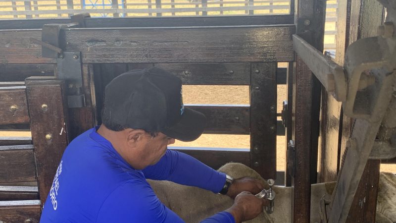 Febre Aftosa: Alagoas atinge cobertura vacinal exigida pelo Mapa