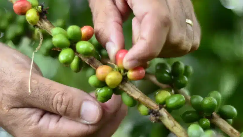 DNA do grão: Produção de café ultrapassa gerações e é fonte de renda de família no interior do RN