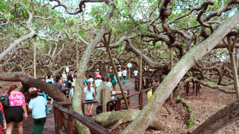 Educação ambiental: Estudantes visitam o Cajueiro de Pirangi