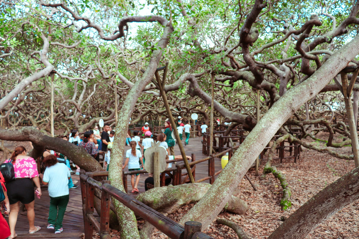 Educação ambiental: Estudantes visitam o Cajueiro de Pirangi