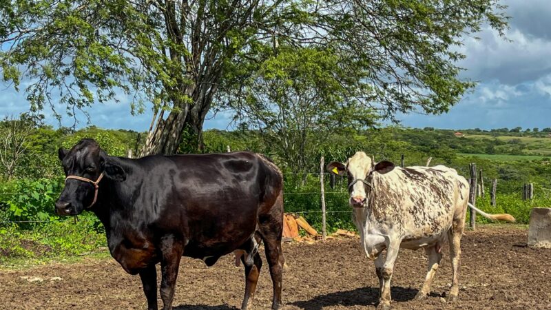 Curso de podologia bovina está com inscrições abertas 