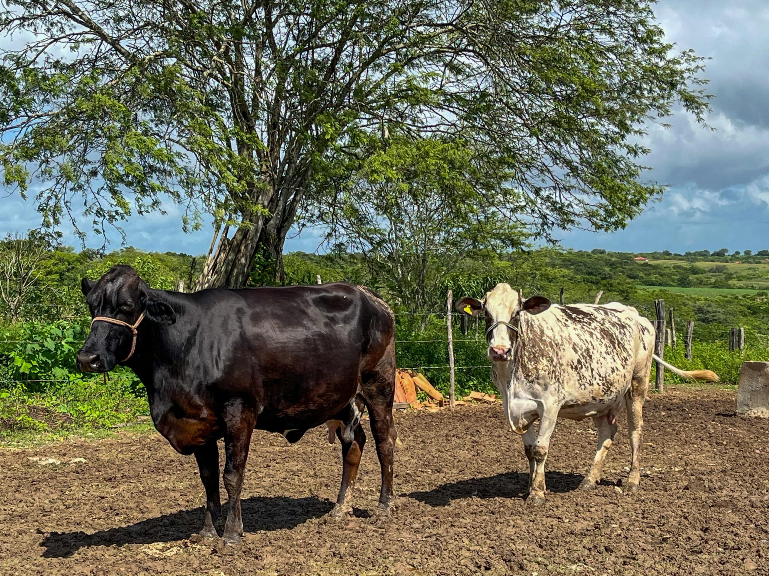 Curso de podologia bovina está com inscrições abertas 