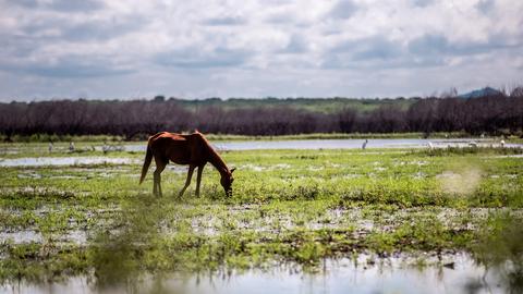 Após fortes chuvas, Ceará elimina áreas de ‘seca moderada’ e tem 63% do território em ‘seca fraca’