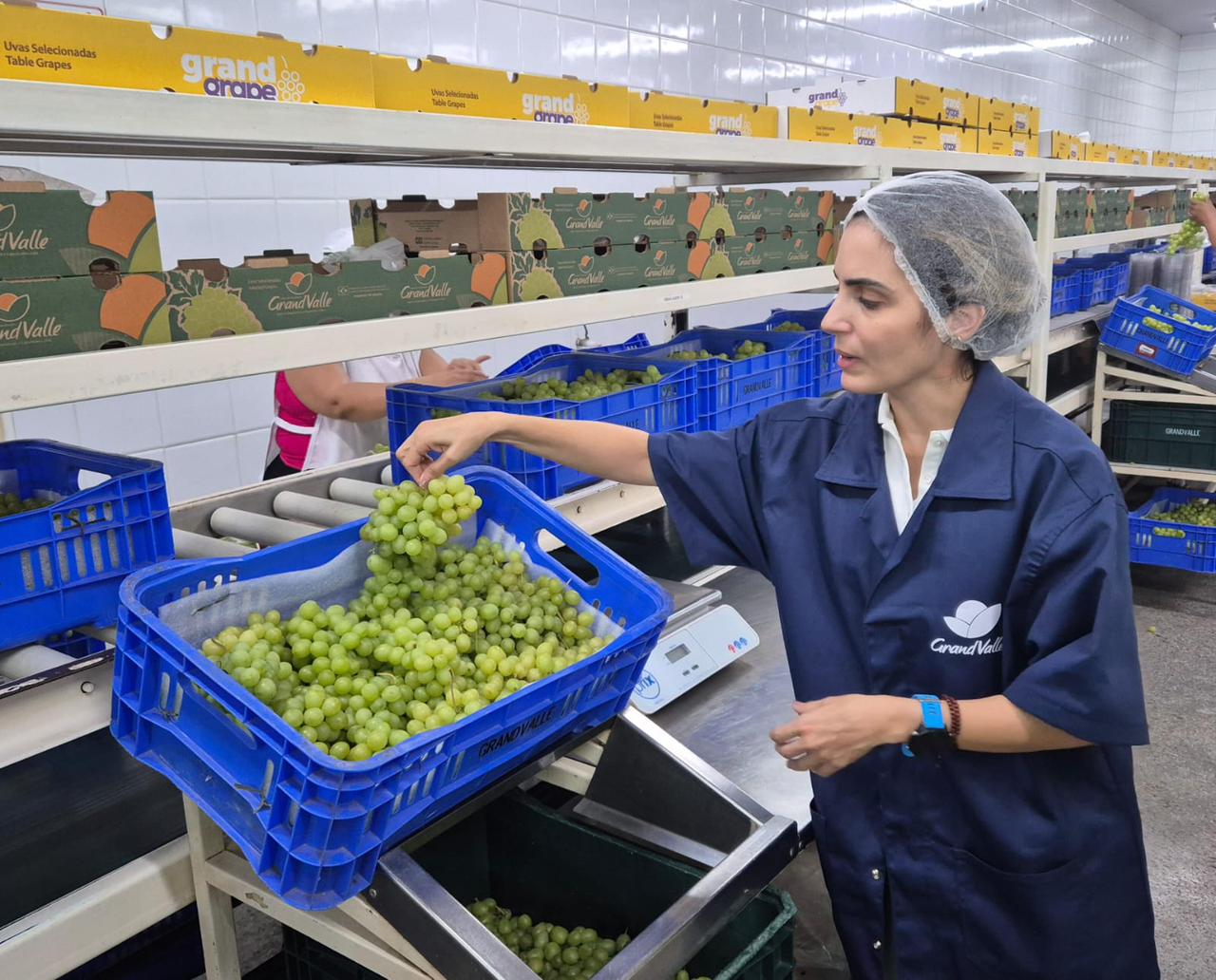 Novos investimentos e produtos inovadores impulsionam a economia no território Sertão do São Francisco