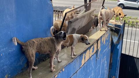 ONG pede ajuda para abrigar mais de 40 cães resgatados de casa na Avenida Mister Hull