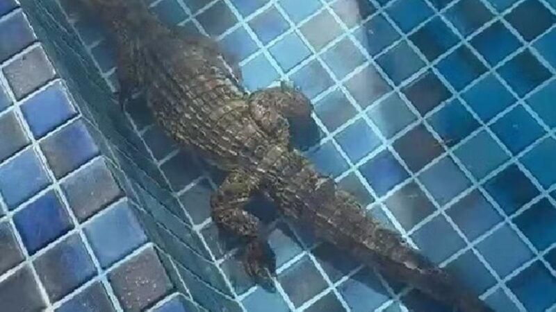 Jacaré é encontrado em piscina de condomínio na Zona Sul de Aracaju