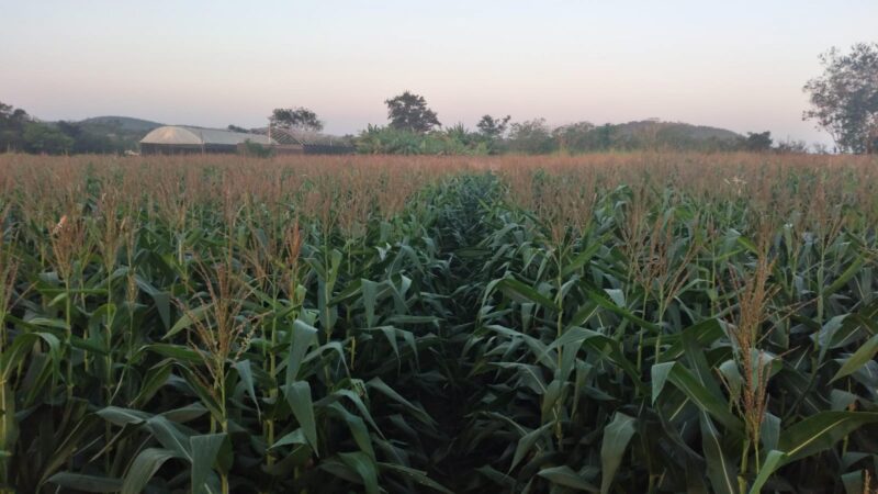 Pesquisa apoiada pela Fapeal destaca importância de plantas de cobertura para qualidade do solo e produção de milho em Alagoas