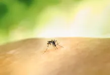 Boletim aponta queda de 68% nos casos notificados de dengue em Pernambuco em 2025