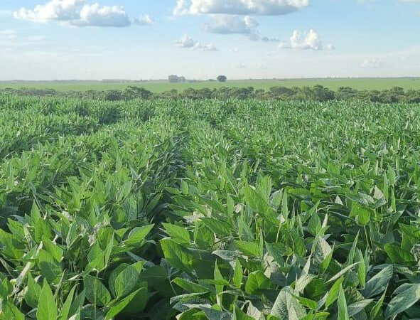 Piauí sediará 13º Congresso Brasileiro de Melhoramento de Plantas