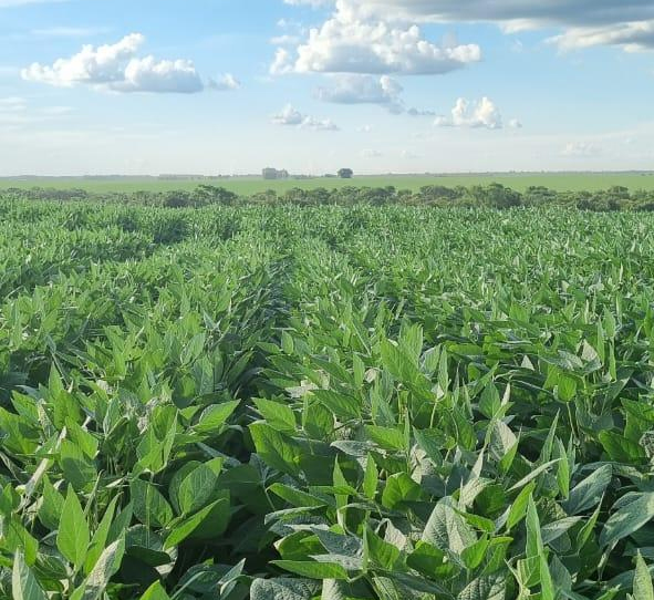 Piauí sediará 13º Congresso Brasileiro de Melhoramento de Plantas