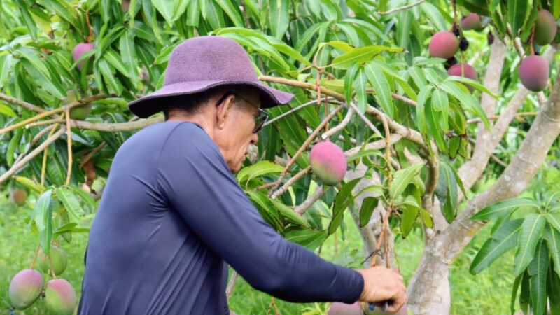 Calda sulfocálcica ganha espaço entre produtores rurais no sertão de Sergipe