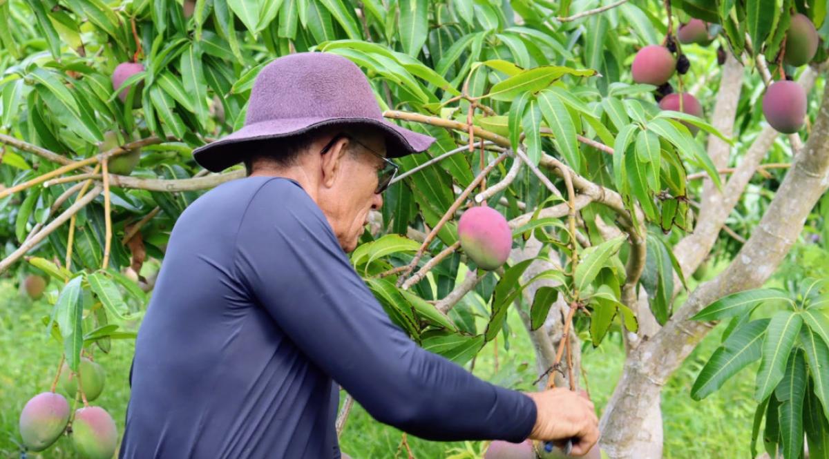 Calda sulfocálcica ganha espaço entre produtores rurais no sertão de Sergipe