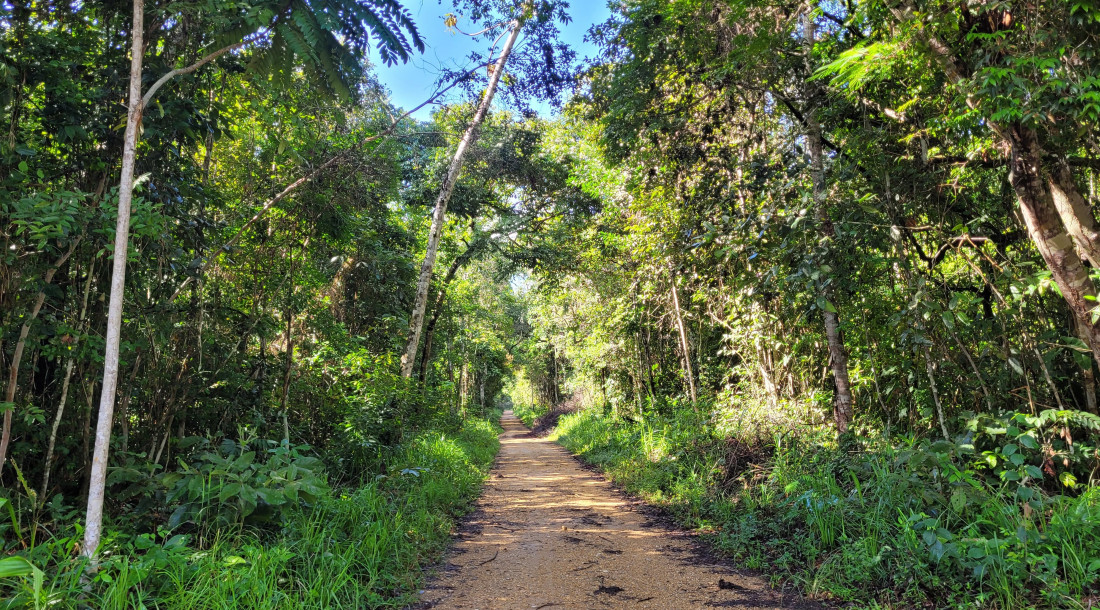 Governo de Sergipe celebra o Dia da Árvore com ações de plantio e proteção ambiental