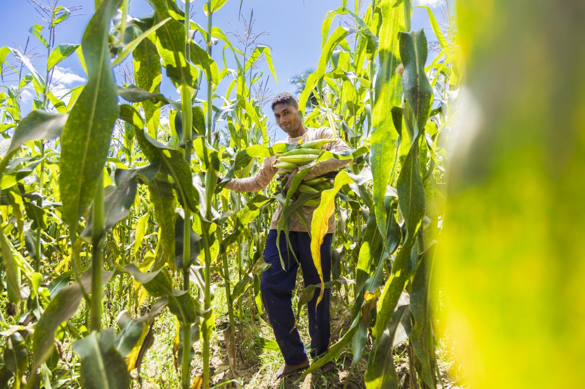 Produção agrícola de Sergipe cresce 21,3% e chega a R$ 2,9 bilhões em 2024