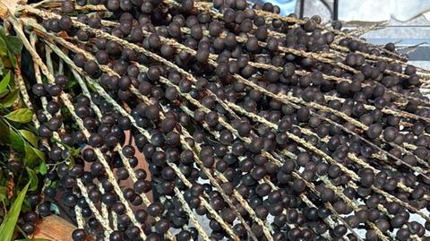 Açaí cearense se adapta ao solo da Serra da Ibiapaba e avança rumo à exportação